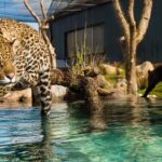Jaguar anlæg 